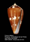 Conus vittatus