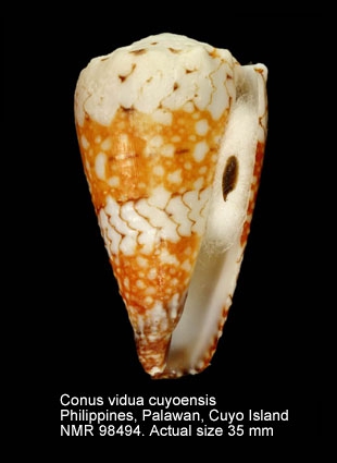 Conus vidua cuyoensis