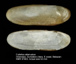 Cultellus attenuatus