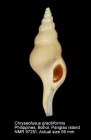 Chryseofusus graciliformis