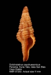 Dolicholatirus cayohuesonicus