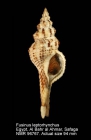Fusinus leptorhynchus