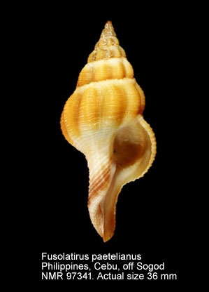 Fusolatirus paetelianus