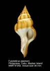 Fusolatirus pearsoni