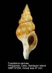 Fusolatirus sarinae
