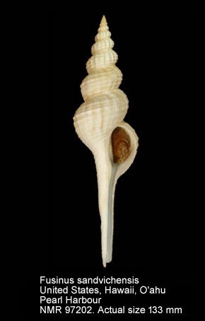 Fusinus sandvichensis