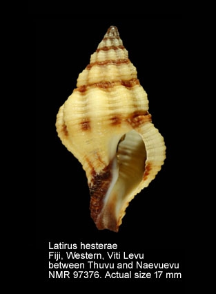 Latirus hesterae
