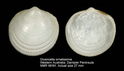 Divaricella ornatissima