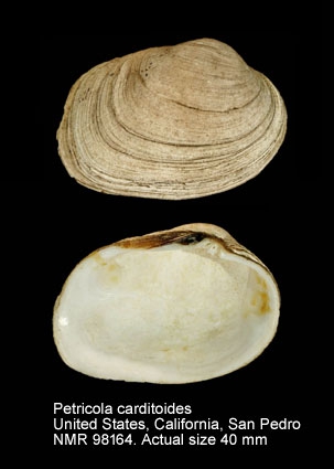 Petricola carditoides