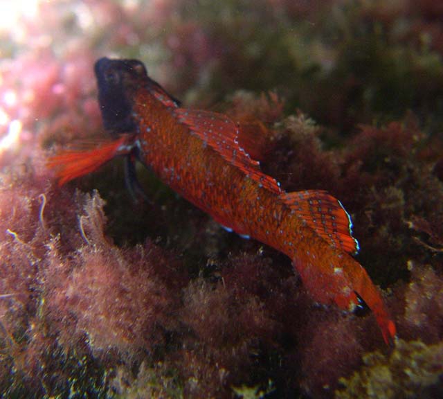 Tripterygion tripteronotus Tripterygion tripteronotus