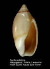 Ancilla adelphe
