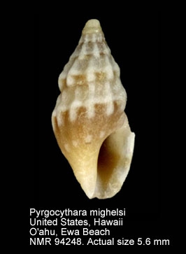 Pyrgocythara mighelsi