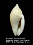 Eucithara conohelicoides