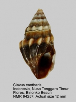 Clavus cantharis