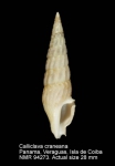 Calliclava craneana