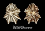 Siphonaria hispida
