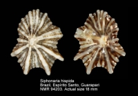Siphonaria hispida