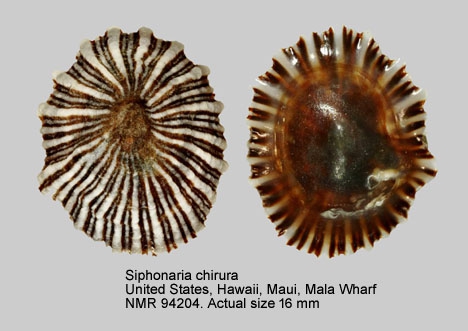 Siphonaria chirura