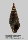 Zonulispira chrysochildosa