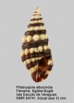 Pilsbryspira albocincta