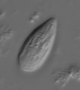 Myxobolus neurophilus (myxospore; frontal/valvular view)