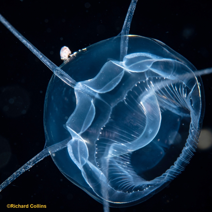 Pseudaegina rhodina medusa; Florida, western Atlantic Ocean Pseudaegina rhodina medusa; Florida, western Atlantic Ocean