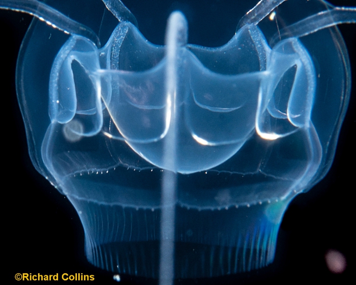 Pseudaegina rhodina medusa; Florida, western Atlantic Ocean