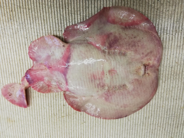 Marbled electric ray - Torpedo marmorata Marbled electric ray - Torpedo marmorata