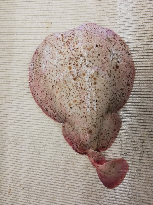 Marbled electric ray - Torpedo marmorata Marbled electric ray - Torpedo marmorata