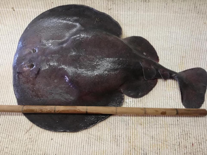 Electric Ray - Tetronarce nobiliana Electric Ray - Tetronarce nobiliana