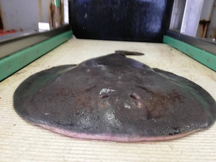 Electric Ray - Tetronarce nobiliana Electric Ray - Tetronarce nobiliana