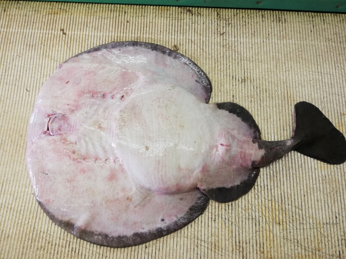 Electric Ray - Tetronarce nobiliana Electric Ray - Tetronarce nobiliana