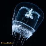Leodicea undulata, medusa, Florida, western Atlantic