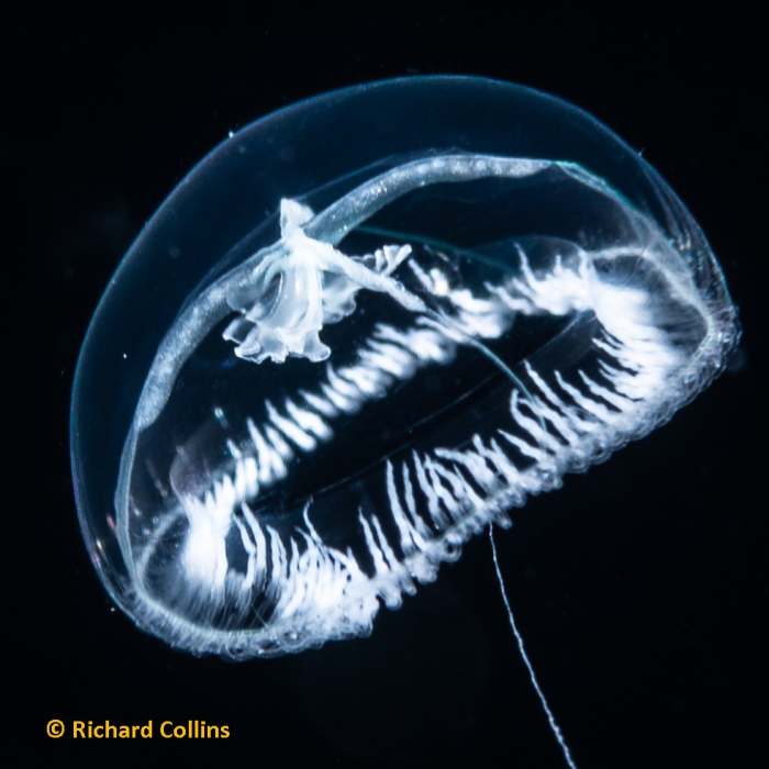 WoRMS - World Register of Marine Species - Photogallery