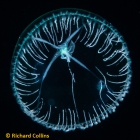 Laodicea undulata, subadult medusa; Florida, western Atlantic