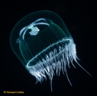 Laodicea undulata, subadult medusa; Florida, western Atlantic