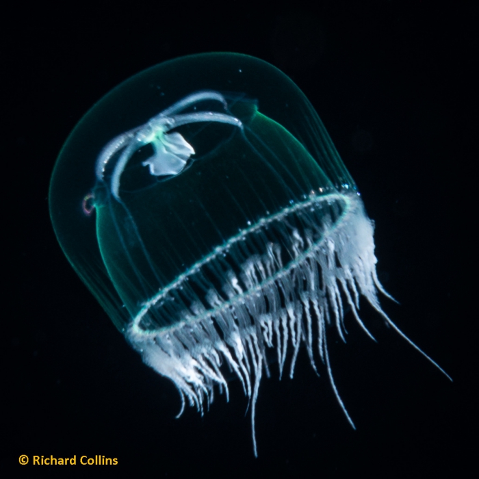 Laodicea undulata, subadult medusa; Florida, western Atlantic