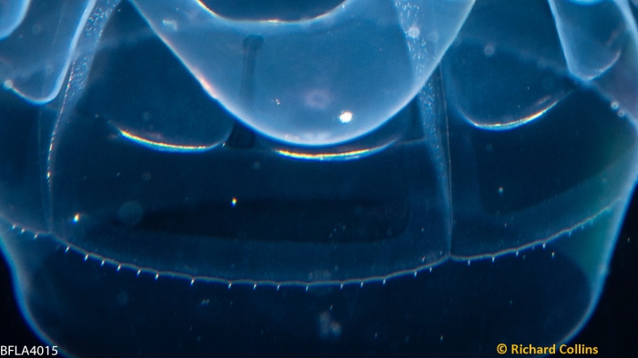 Pseudaegina rhodina medusa; Florida, western Atlantic Ocean