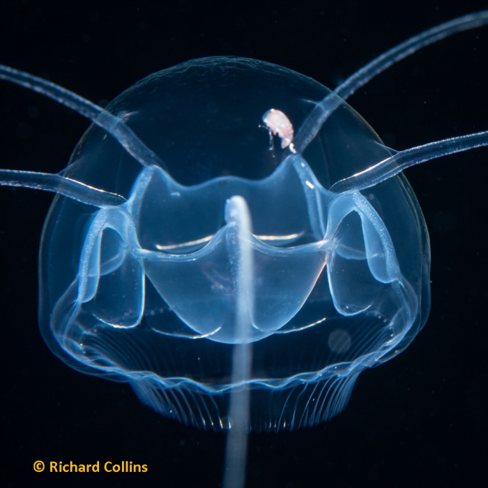 Pseudaegina rhodina medusa; Florida, western Atlantic Ocean