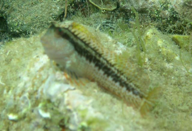 Parablennius pilicornis Parablennius pilicornis