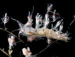 Nudibranchia