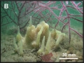 Porifera (sponges)