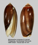 Miniaceoliva miniacea