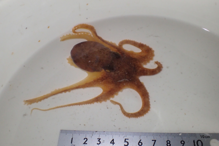 Live specimen of Spathochaeta octopodis gen. et sp. nov. on Octopus sp.
