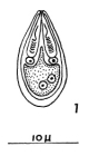 Myxospore of Myxobolus neurophilus.