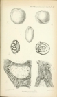 Archaediscus karreri Brady, 1873
