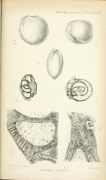 Archaediscus karreri Brady, 1873 Archaediscus karreri Brady, 1873