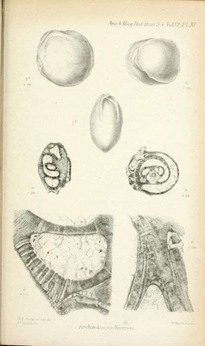 Archaediscus karreri Brady, 1873