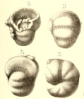 Bradyina nautiliformis Möller, 1878 