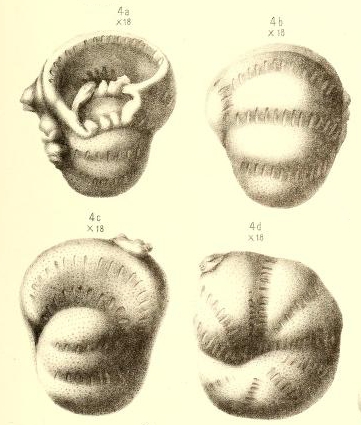Bradyina nautiliformis Möller, 1878 Bradyina nautiliformis Möller, 1878